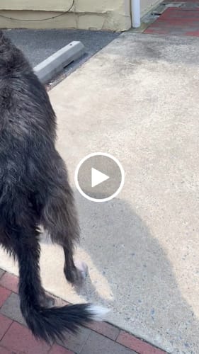 Customer video review of All Weather Dog Booties - Doccasins - 1 pair