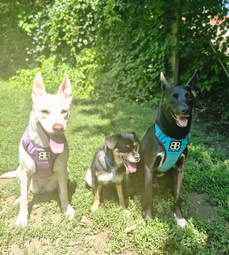 Customer photo review of Comfort Premium Harness | Non Restrictive - Purple