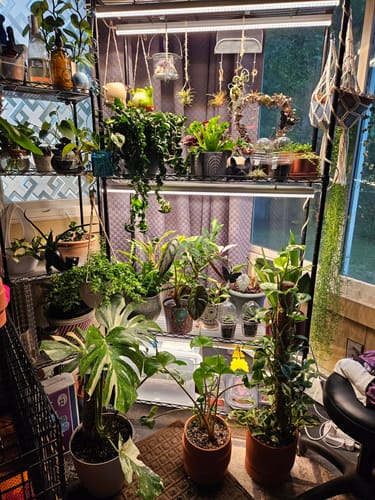 Customer photo review of Houseplant Pest Spray