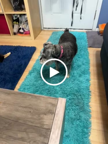 Customer video review of Petsmont Buddy Guard Toy Dog