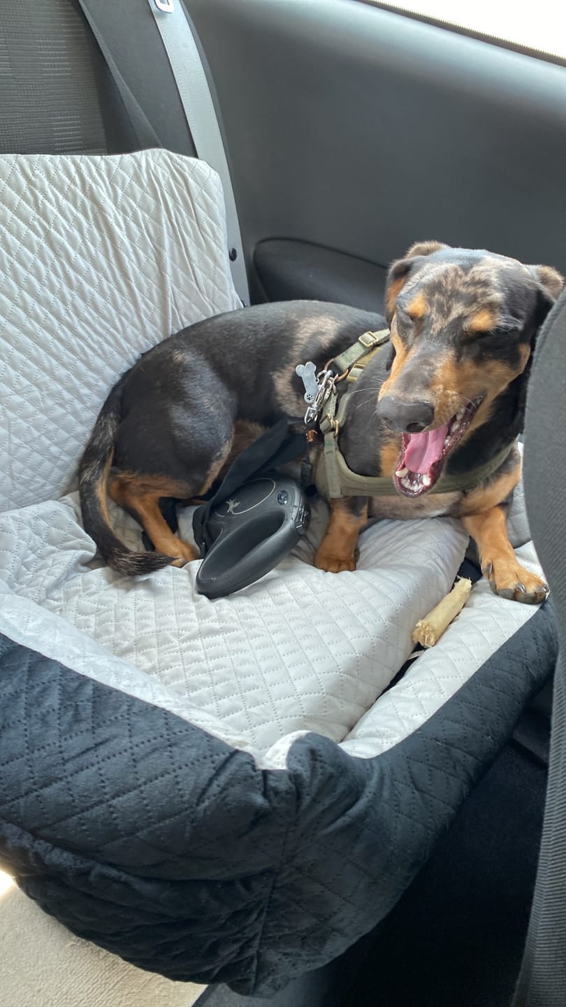 Customer photo review of Pet Perfect luxe autostoel hond