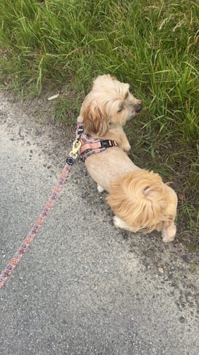 Customer photo review of Disney© Tough Trails™ Harness - Disney Dogs