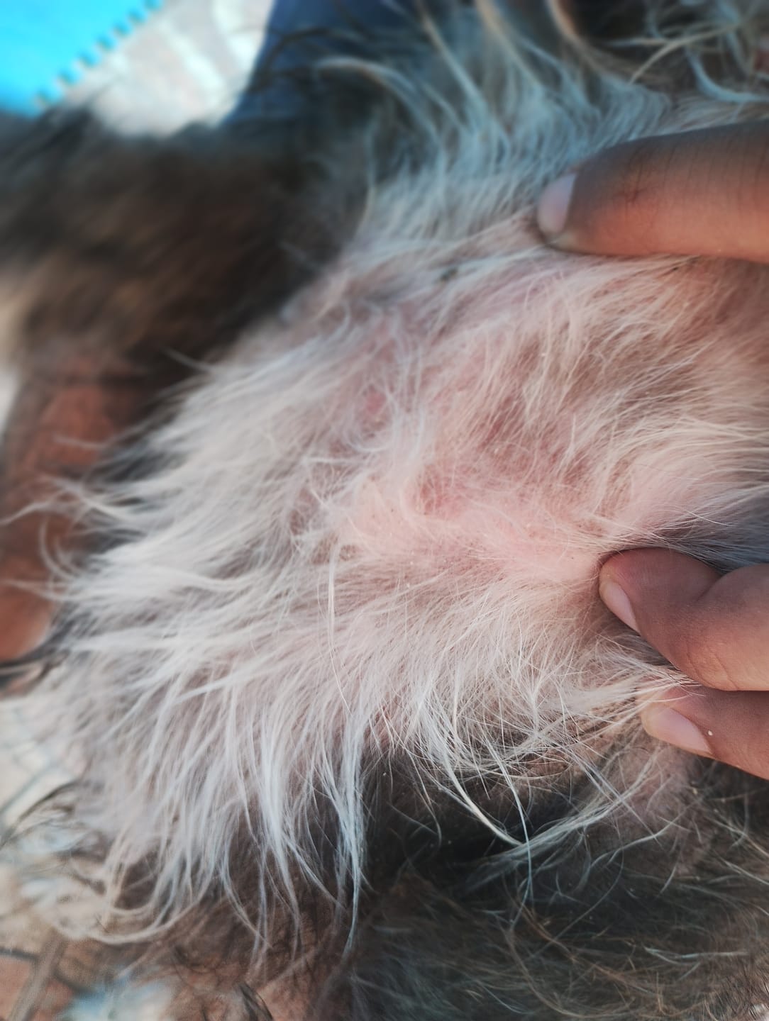 Customer photo review of Alimento Perro Adulto Toda Raza Proteína Insectos