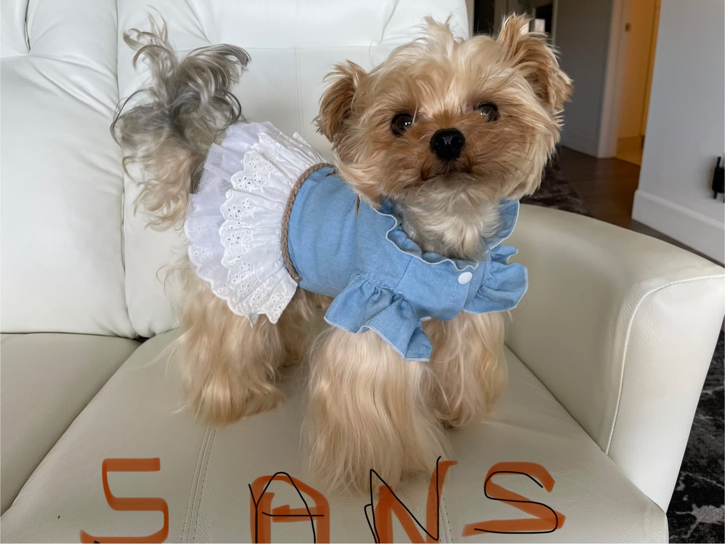 Customer photo review of TOXY (Reins, soucis urinaires, détoxication) pour chiens et chats