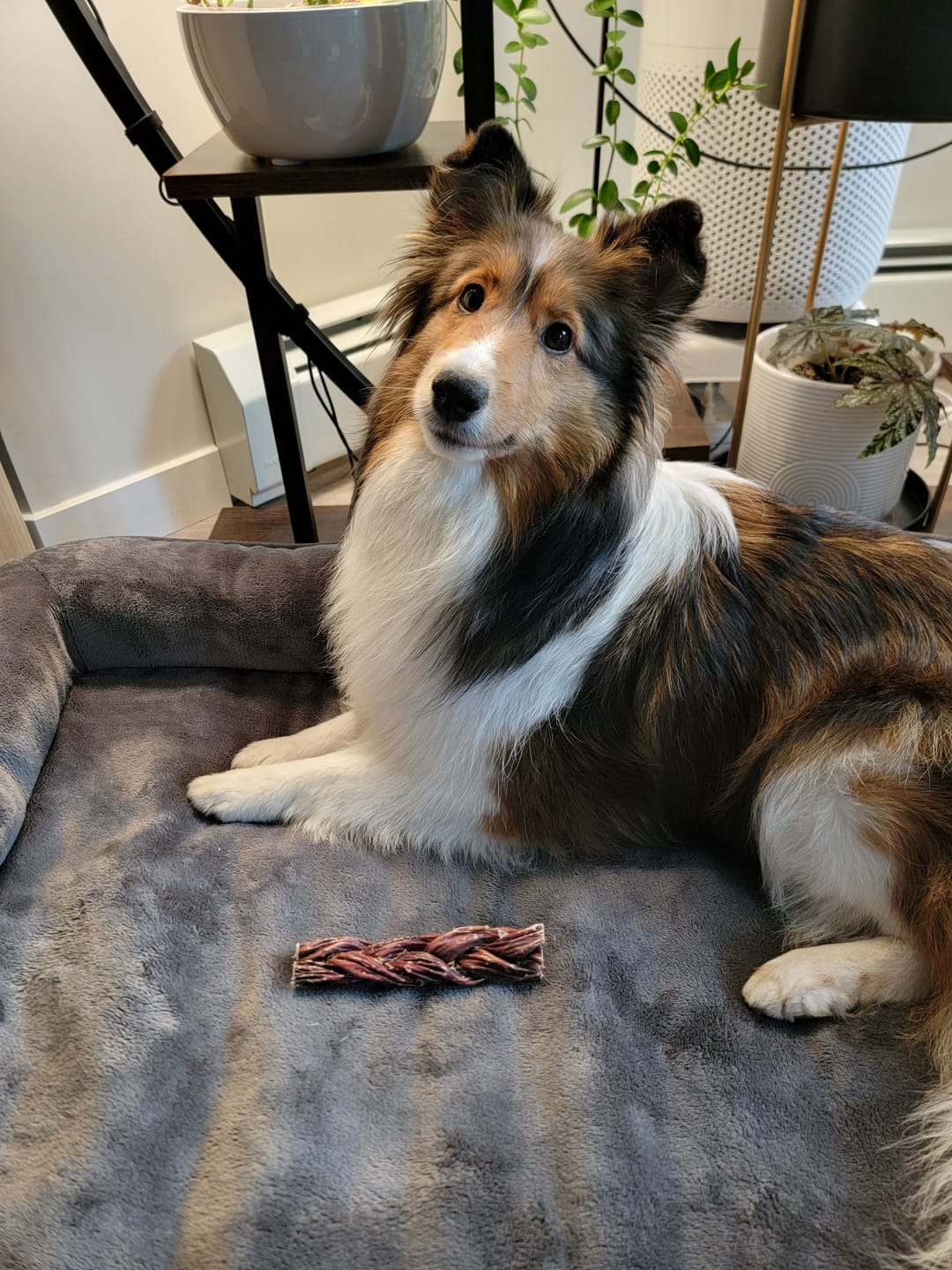 Customer photo review of 6 Inch Braided Jerky Stick