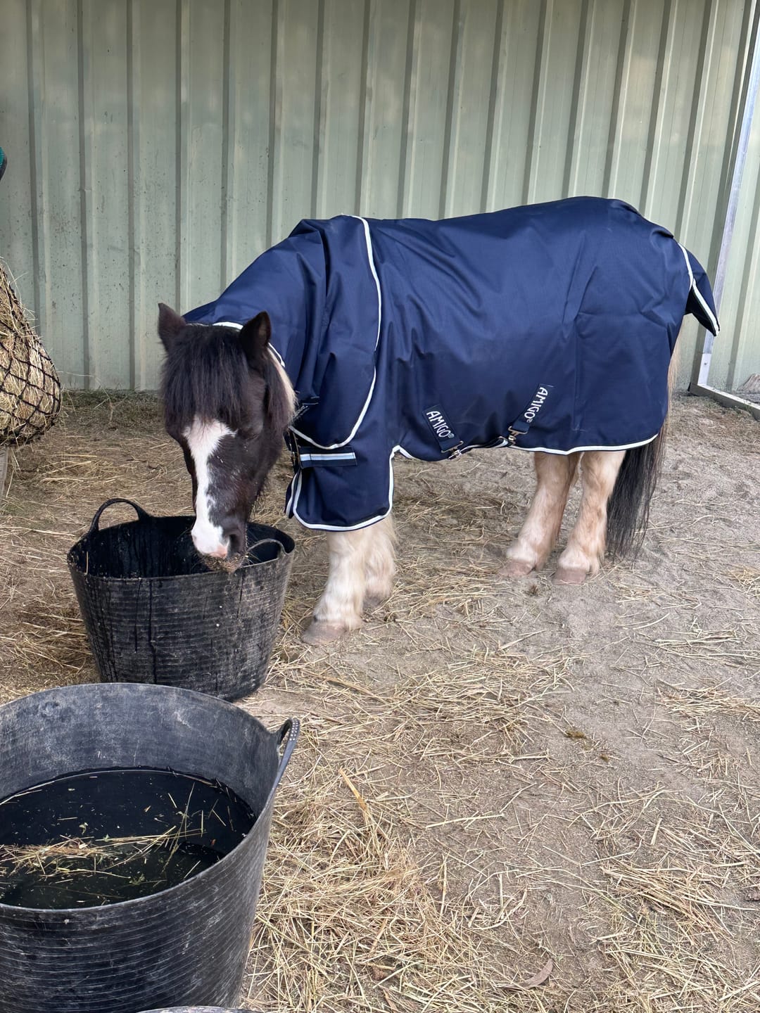 Customer photo review of Amigo Ripstop 900D Plus Pony Turnout 0g