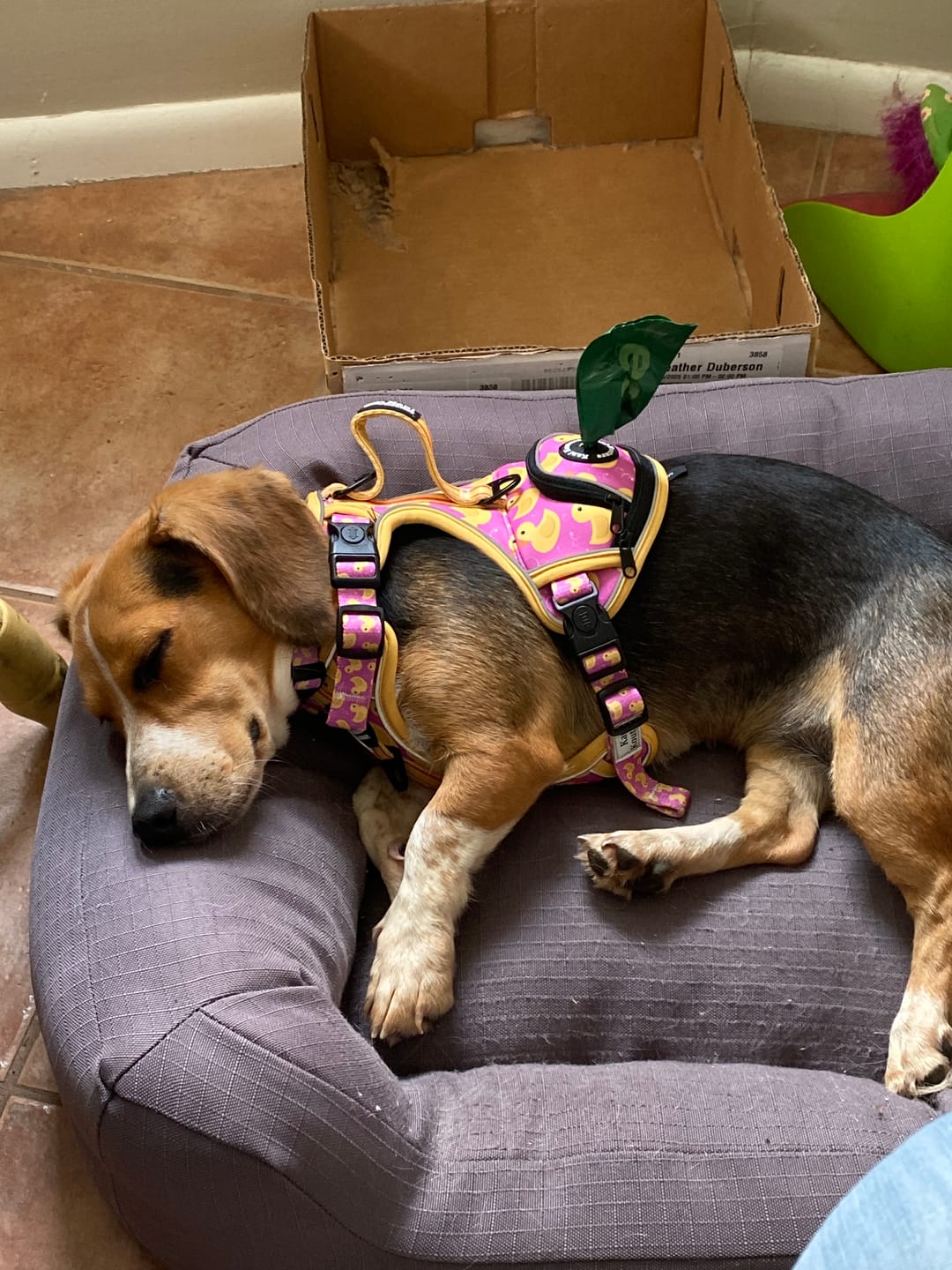 Customer photo review of Pink Rubber Ducky - Adventure Harness