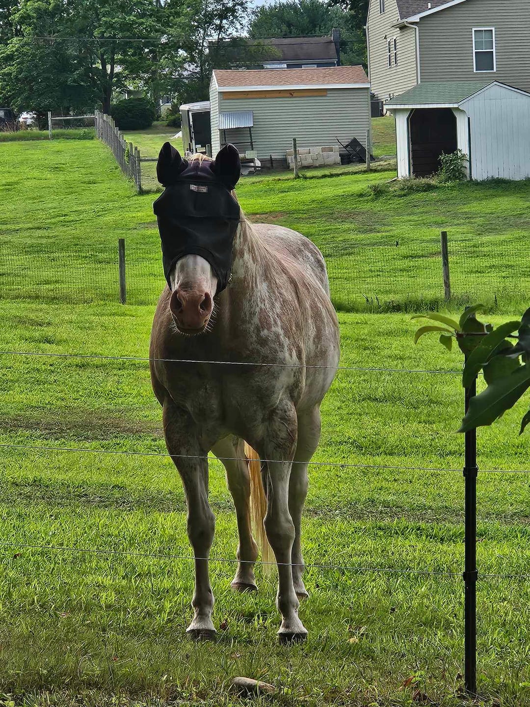 Customer photo review of EquiVizor Fly Mask - With Ear Protection