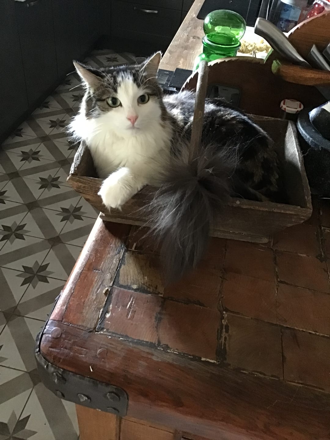 Customer photo review of Terrine BIO au saumon et aux brocolis (chat adulte)