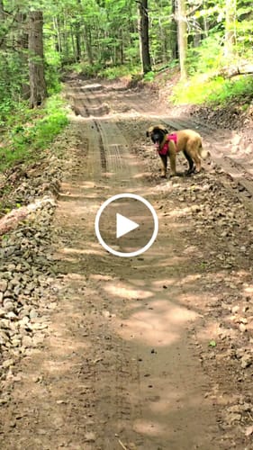 Customer video review of Custom Hook & Loop Patch For Harness (1 Pair)