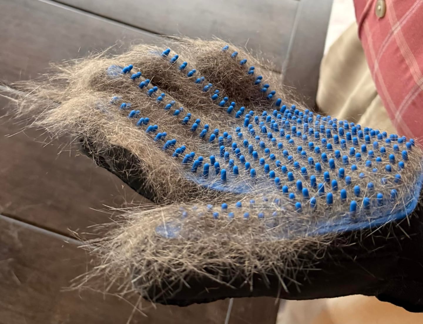 Customer photo review of StimuliCat Grooming Glove | The Only Glove With  Mother-Tongue Technology for Stress-Free Grooming (Includes Both Hands)
