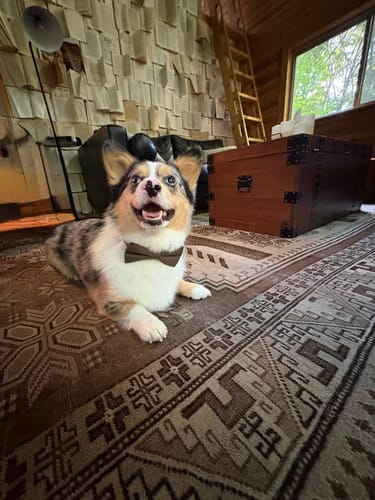 Jenna D. review of Olive Green Bow Tie for Dog and Cat Collar image 1 out of 1