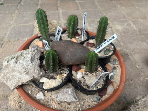 Customer photo review of Seedling Variety Packs | San Pedro Cactus Seedling Variety
