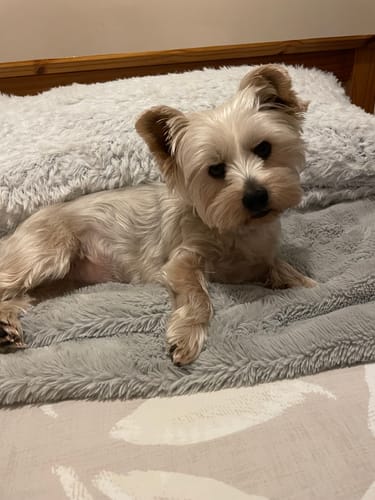 Customer photo review of Goat Milk Powder for Dogs