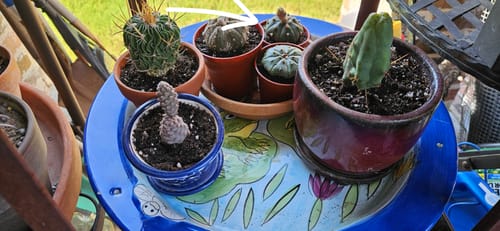 Customer photo review of Stenocactus crispatus | Brain Cactus