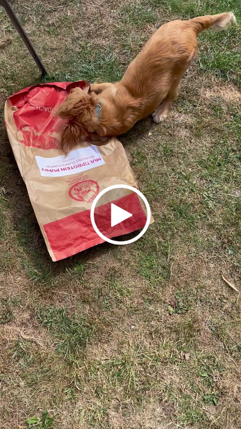 Customer video review of British Venison Dry Food