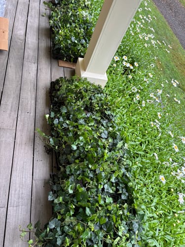 Customer photo review of English Ivy 50 Count Flat