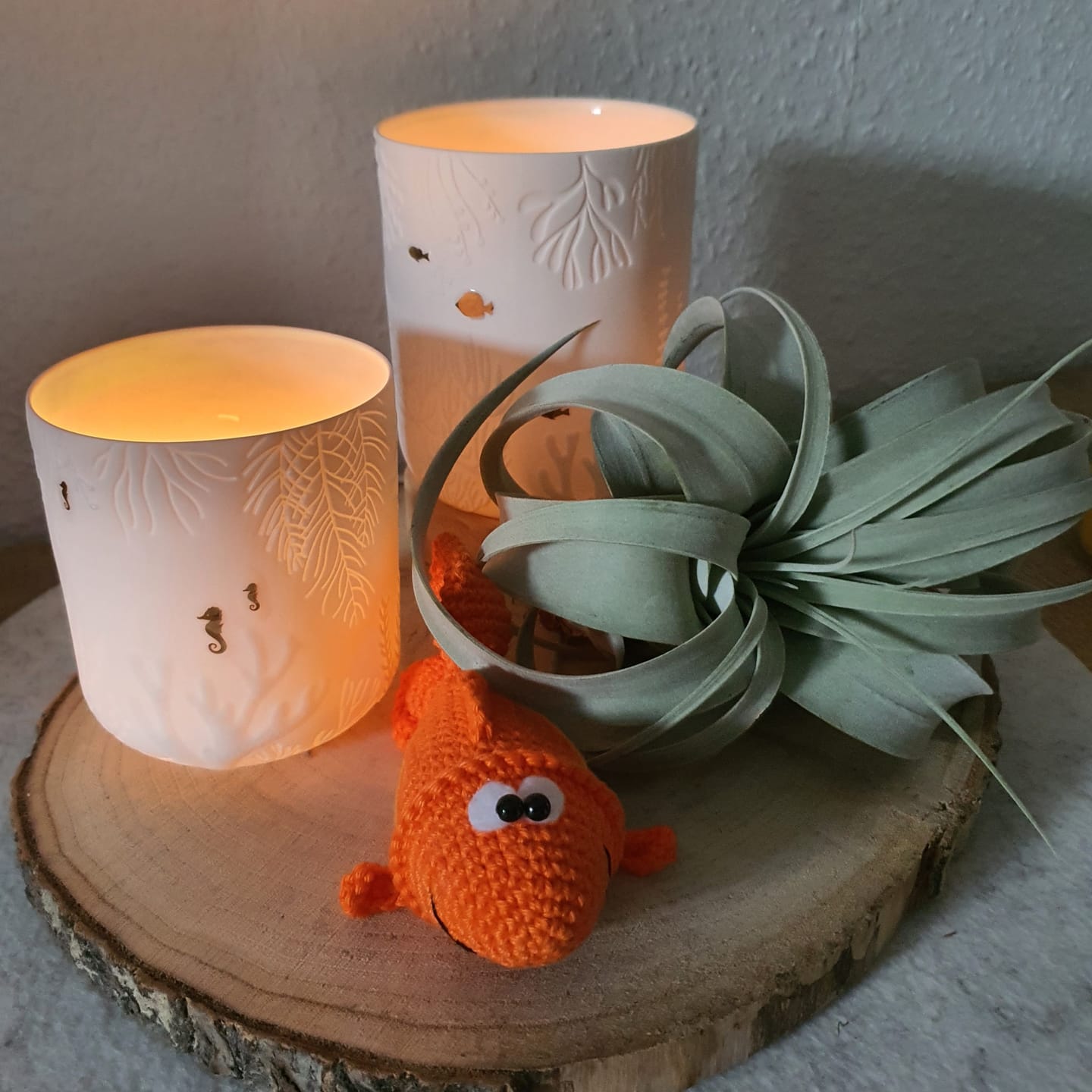 Customer photo review of Tillandsia xerographica