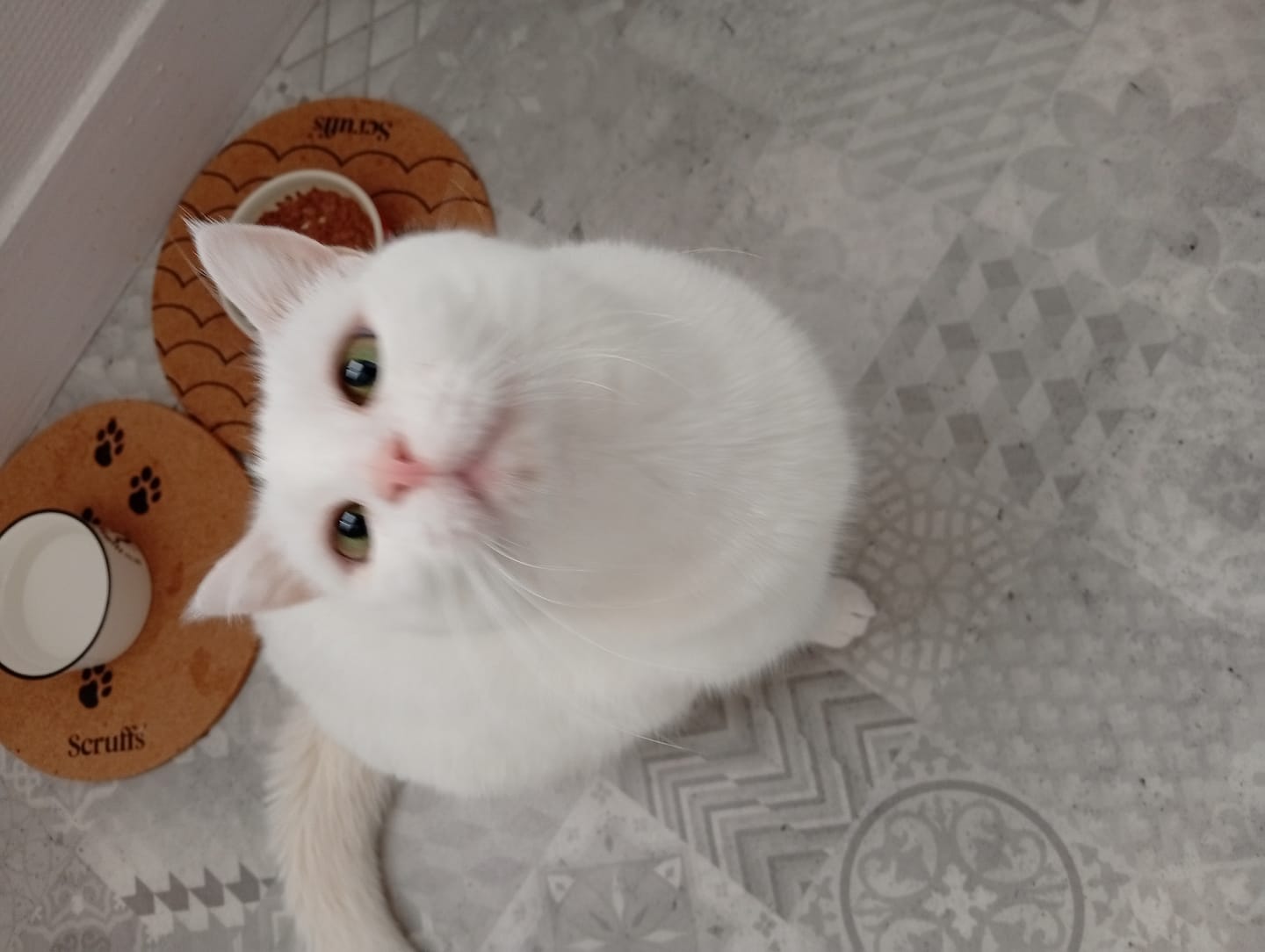 Customer photo review of Effilés au bœuf, haricots & tomates (chat stérilisé et chat adulte)