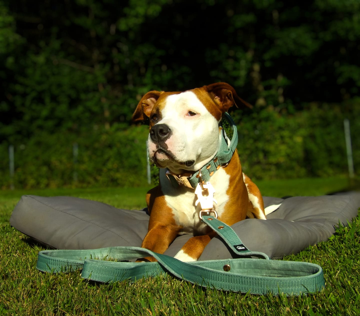 Customer photo review of Walk Leash Rose Edition Pastel Green  - Säkert nylonkoppel i olika längder