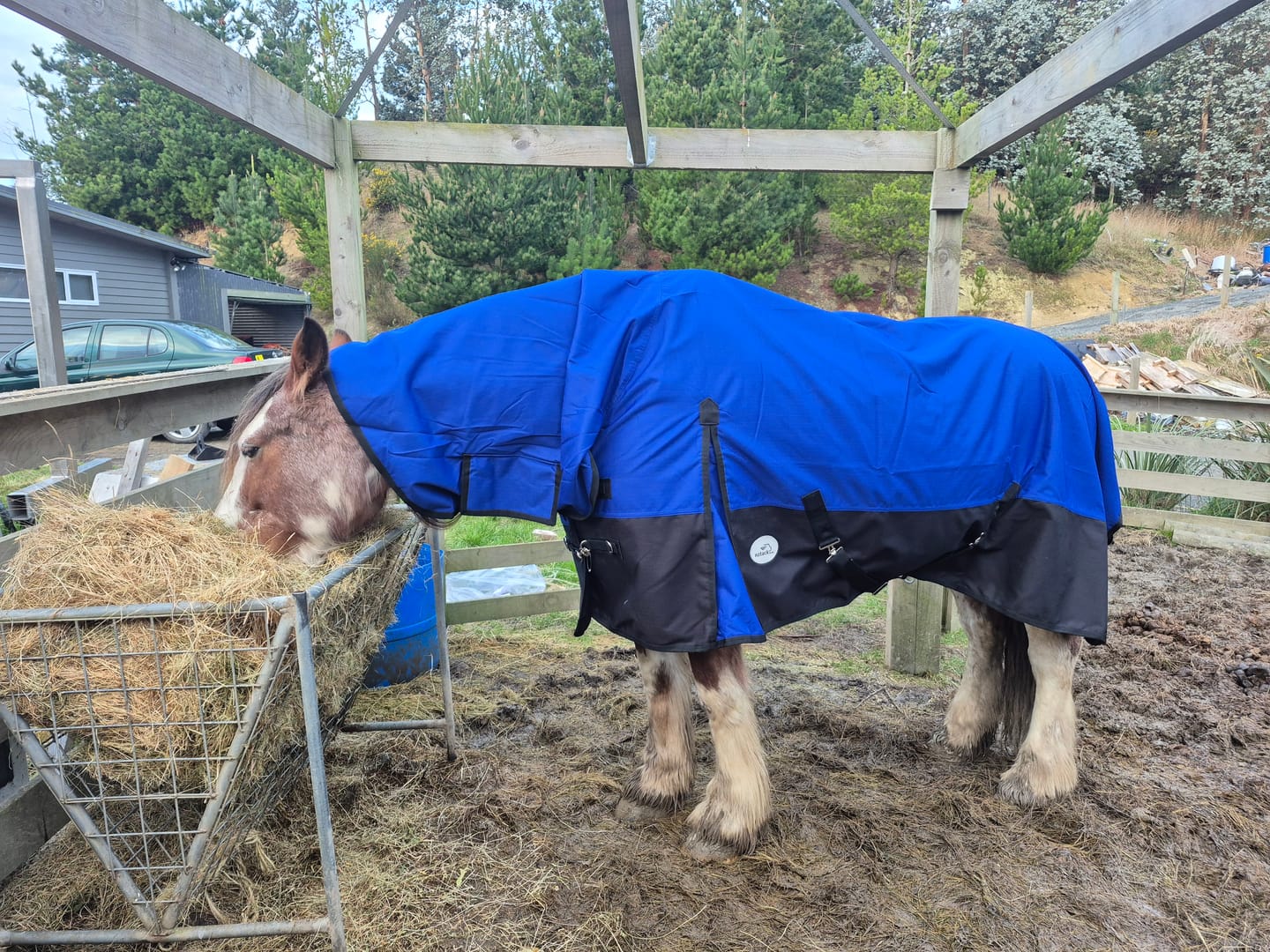Customer photo review of NZ Tack Duke 1200D Combo