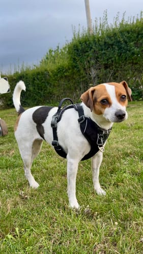 Customer photo review of Dog Copenhagen Comfort Walk Pro™ hundesele Sort
