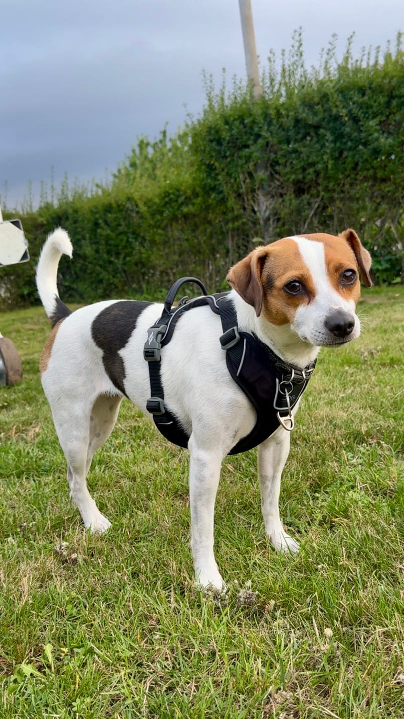Customer photo review of Dog Copenhagen Comfort Walk Pro™ hundesele Sort