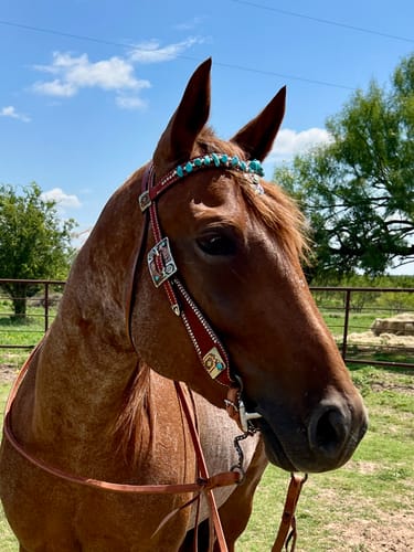 Customer photo review of Cheyenne Conchos