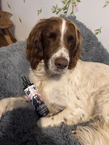 Customer photo review of 2 in 1 Detangler & Leave in Conditioner with Raspberry & Lemon for Dogs