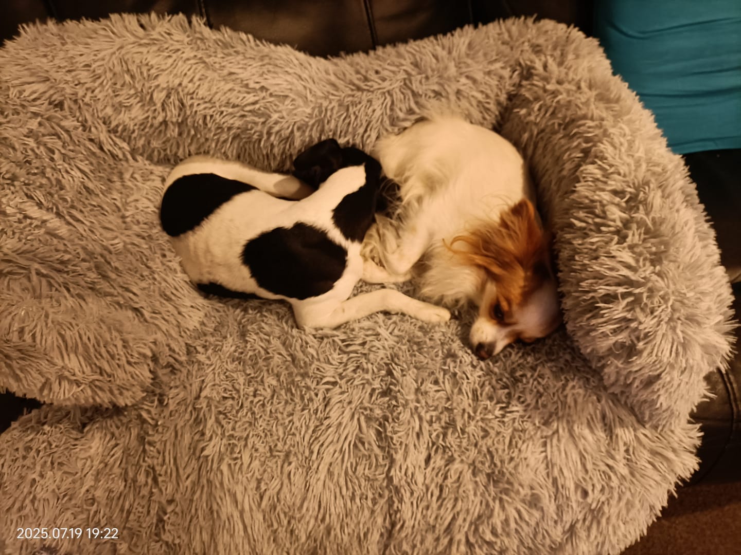 Customer photo review of Calming Couch Bed