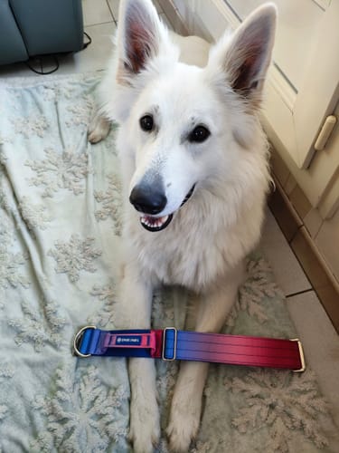 Customer photo review of Comfort Control Collar - Snow Cone