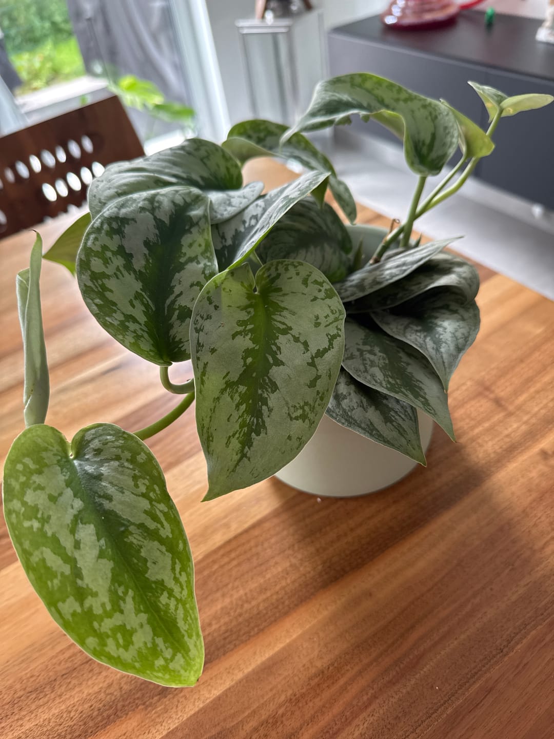 Customer photo review of SCINDAPSUS TREBIE BIG LEAF