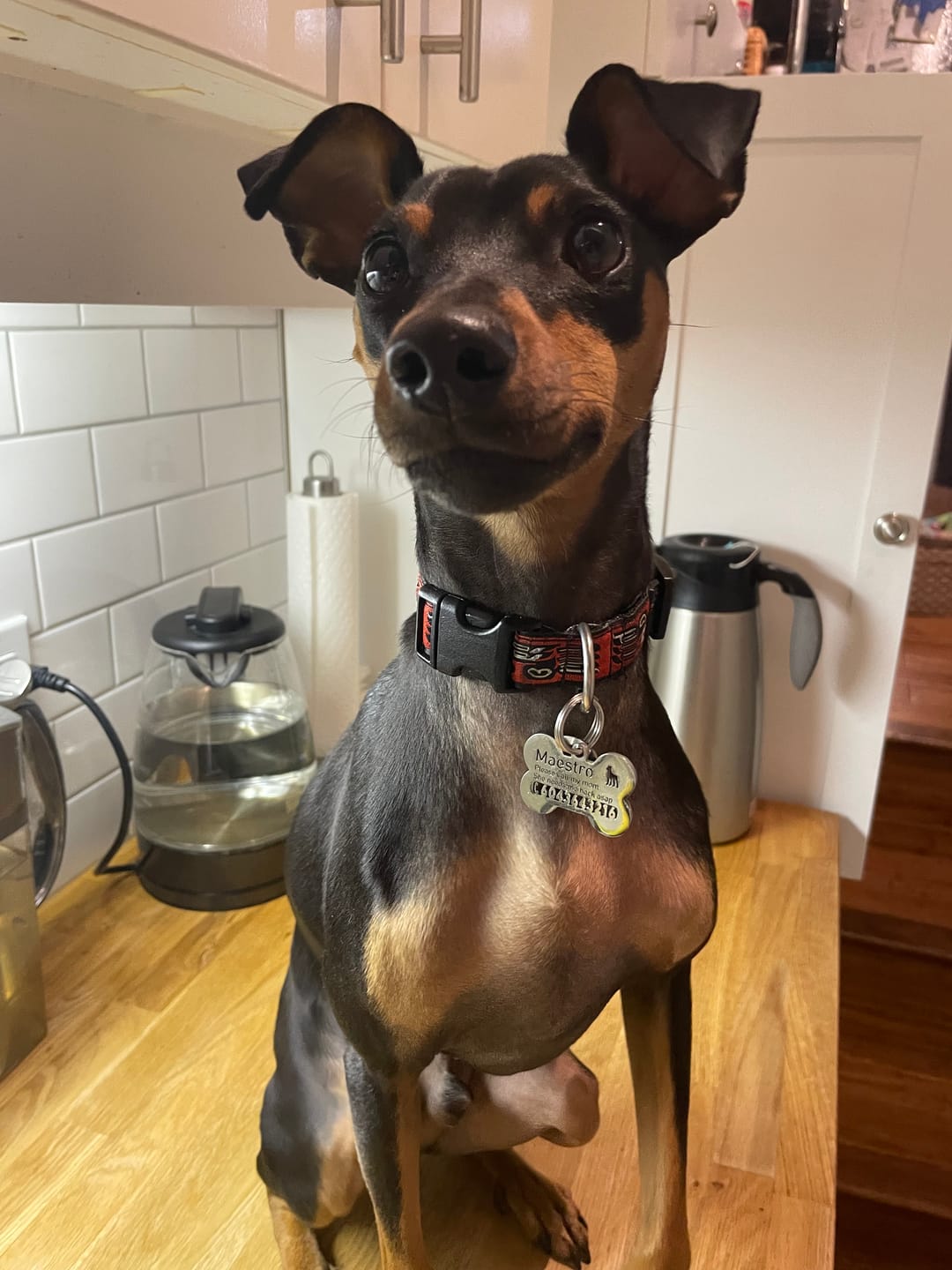 Customer photo review of Bone Dog Tag
