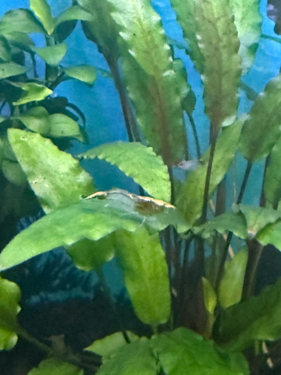 Customer photo review of Green Rili Shrimp