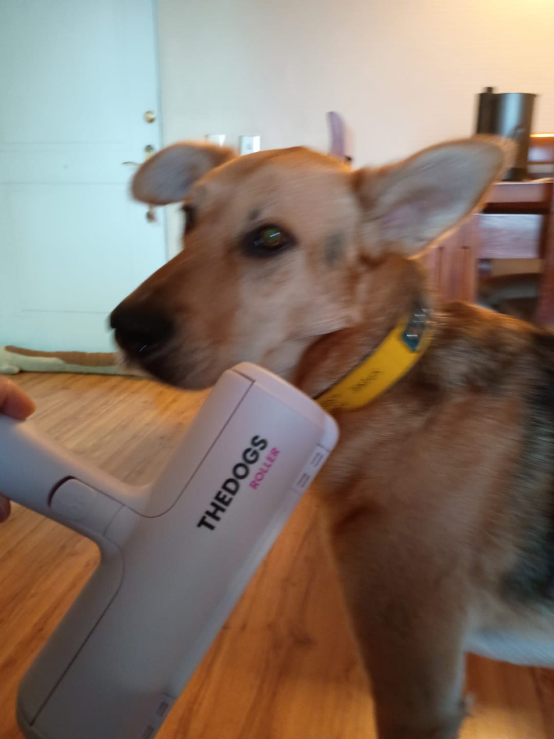 Customer photo review of THE DOGS Roller: Elimina pelos y pelusas