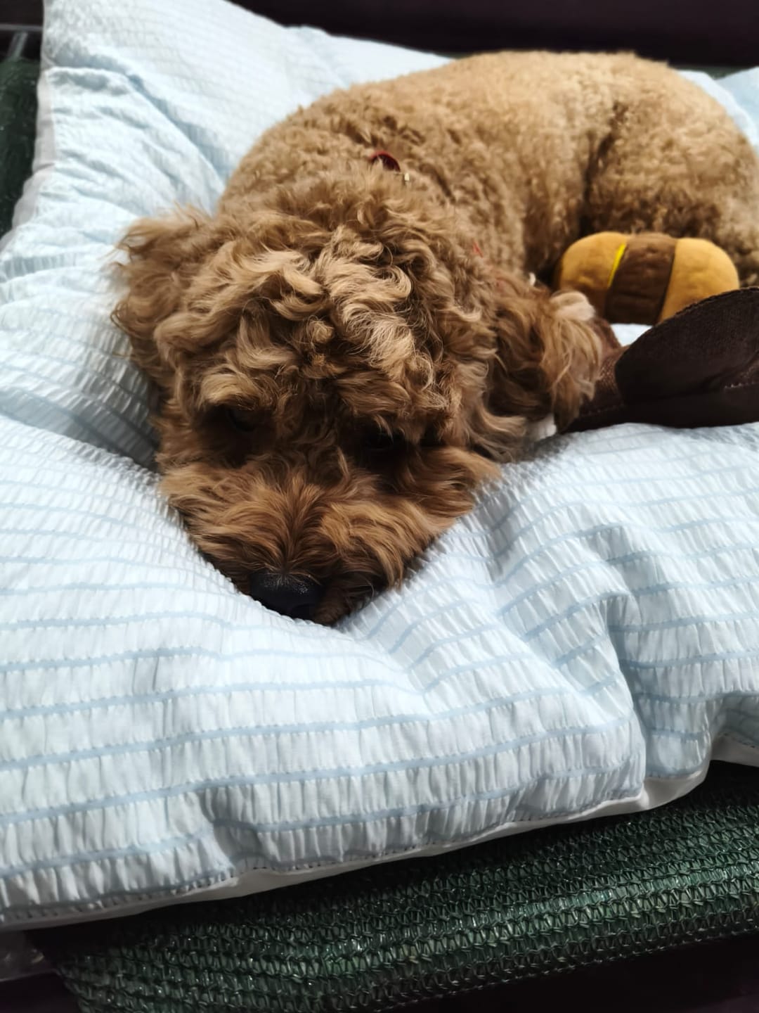 Customer photo review of Cooling Blanket | Cover