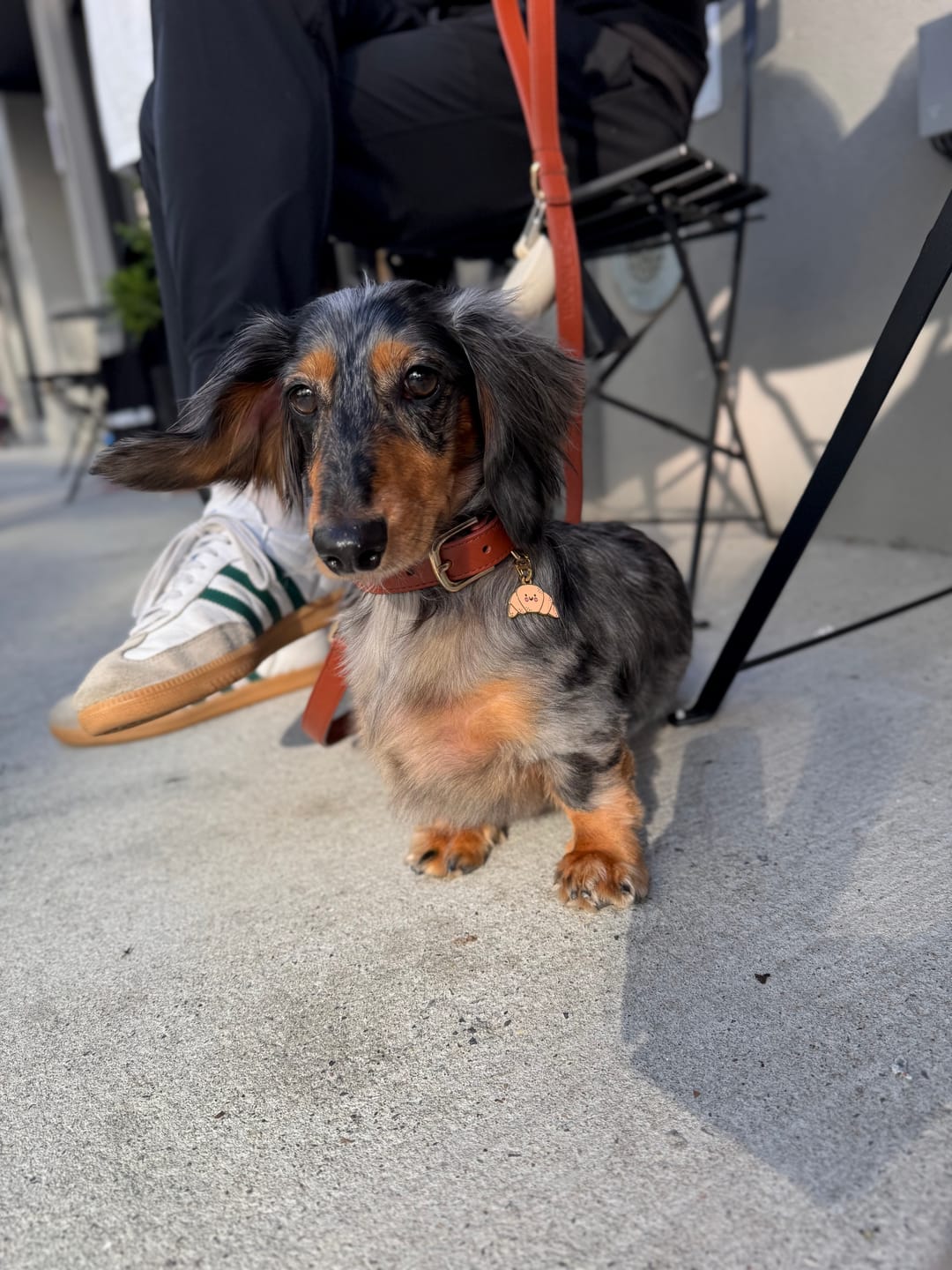 Customer photo review of Croissant Metal Pet Tag