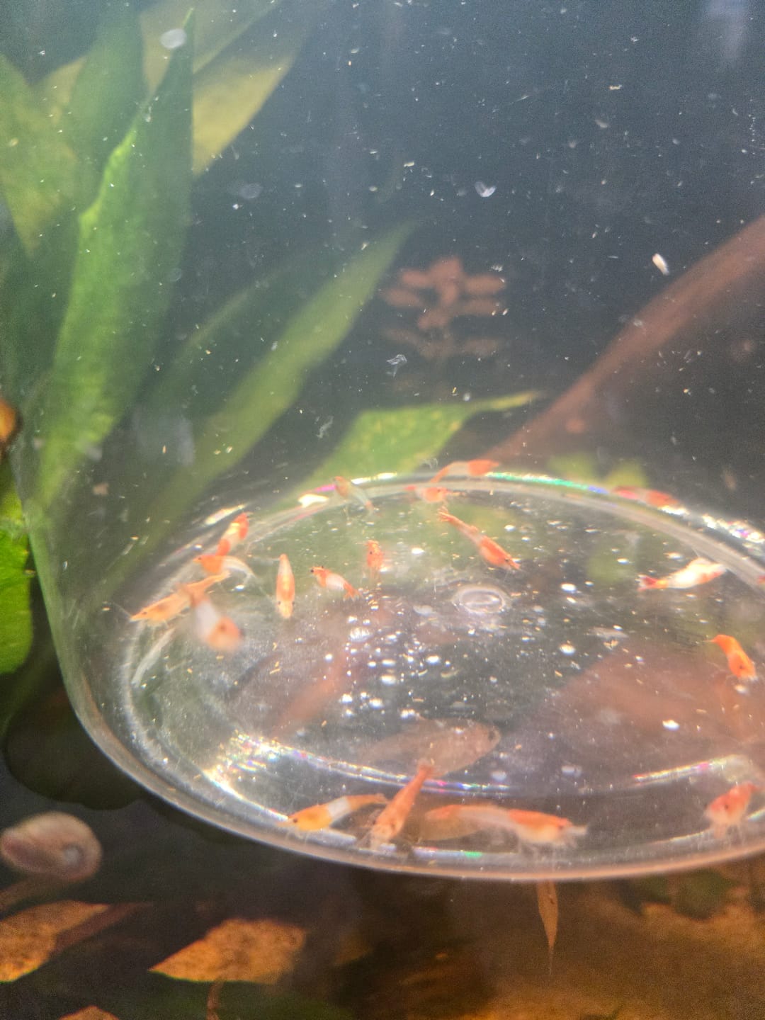 Customer photo review of Orange Rili Shrimp
