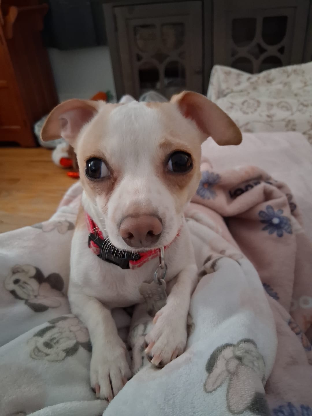 Customer photo review of iHeartDogs Allergy & Itch Relief Chews for Dogs with Salmon Oil, Quercetin, Colostrum, Antioxidants and Probiotics — 90 Count