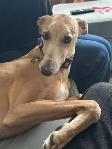 Customer photo review of Placa Animal Print