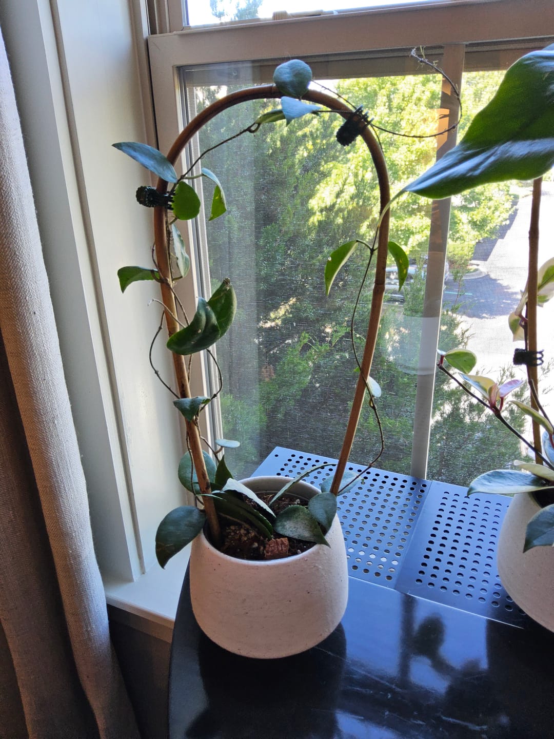 Customer photo review of Hoya caudata