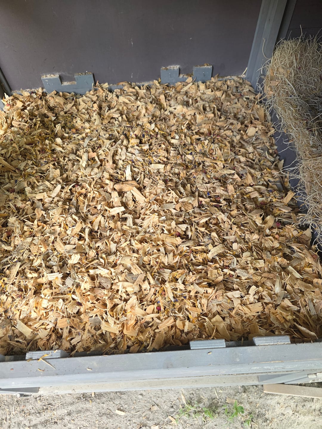 Customer photo review of GrubTerra Coop Refresher!!!