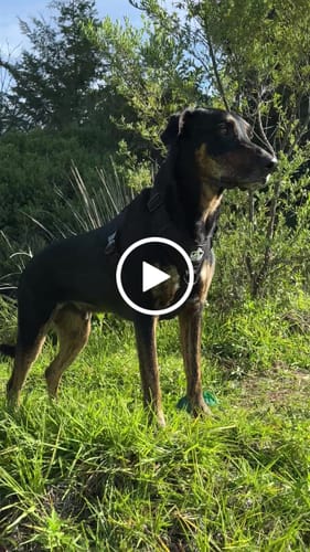 Customer video review of No Pull Bully Proof Harness