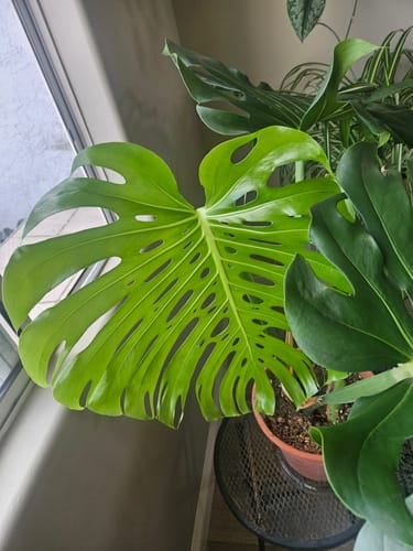 Customer photo review of Plant Food