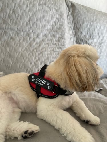 Customer photo review of FunFunPet 高機能ハーネス（お名前タグ作成サービス付き）