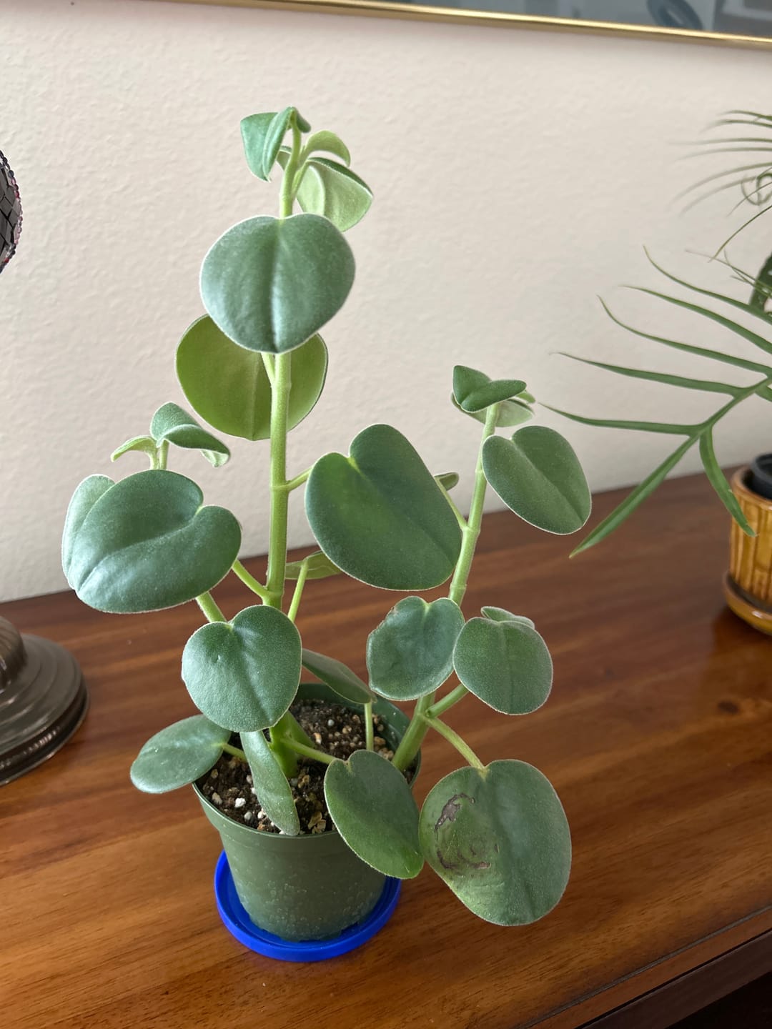 Customer photo review of Peperomia incana