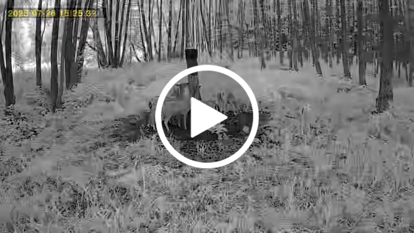 Customer video review of Salzspray Apfel - Lockmittel Rehwild, Schwarzwild, Rotwild und Damwild