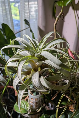 Customer photo review of Roseoscapa Curly Form  (APH TOP PICK)