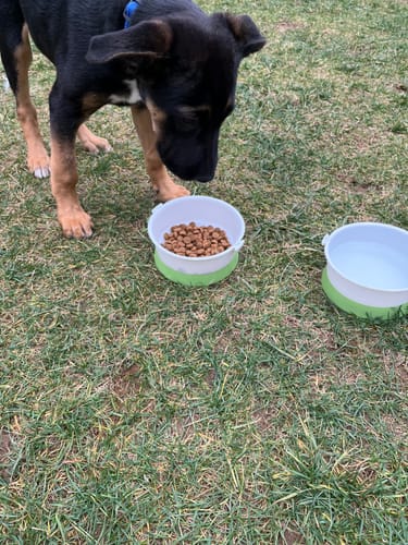 Customer photo review of Pet Travel Kit