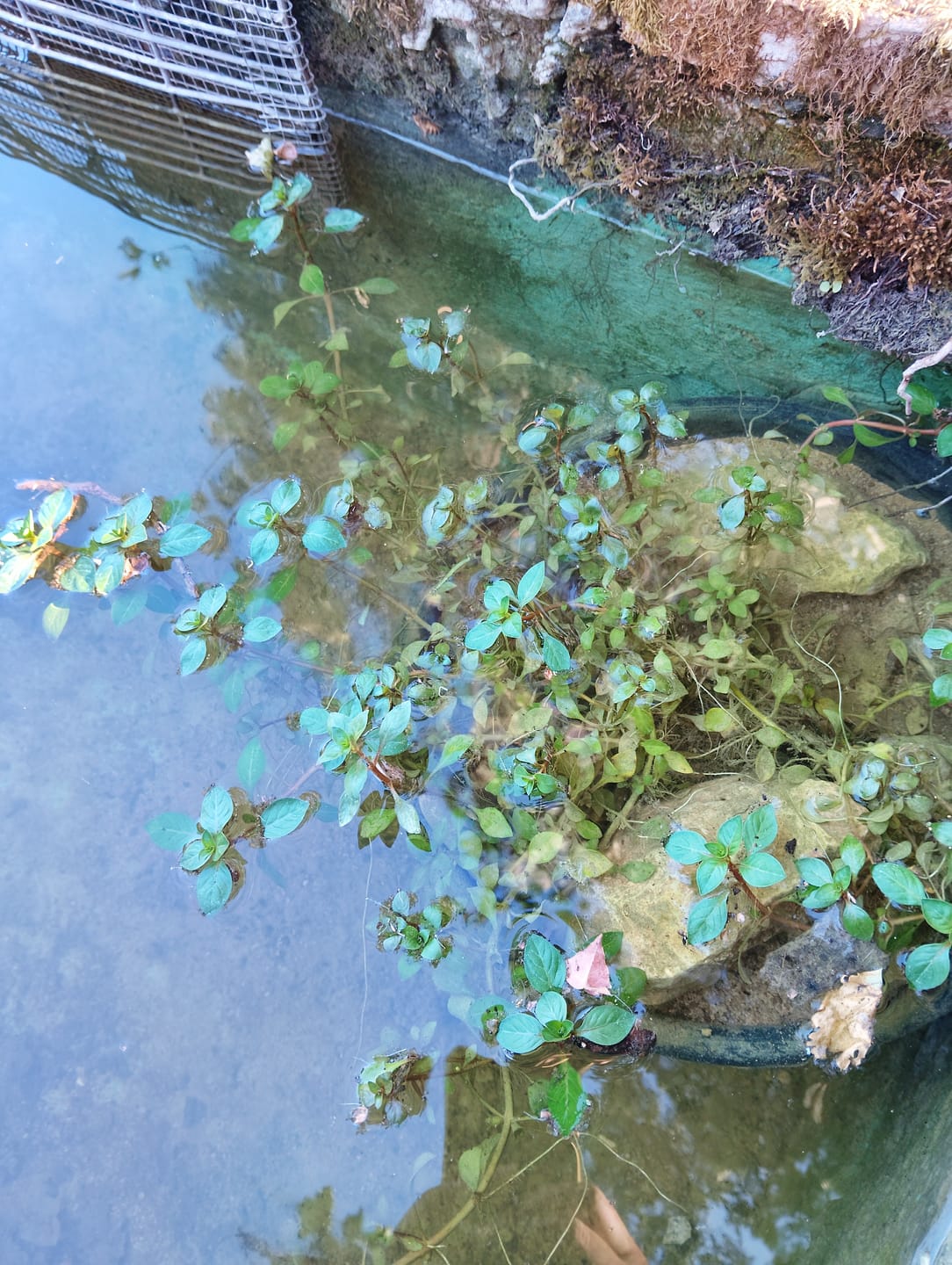 Customer photo review of CALLITRICHE VERNA (Erba gamberaia)